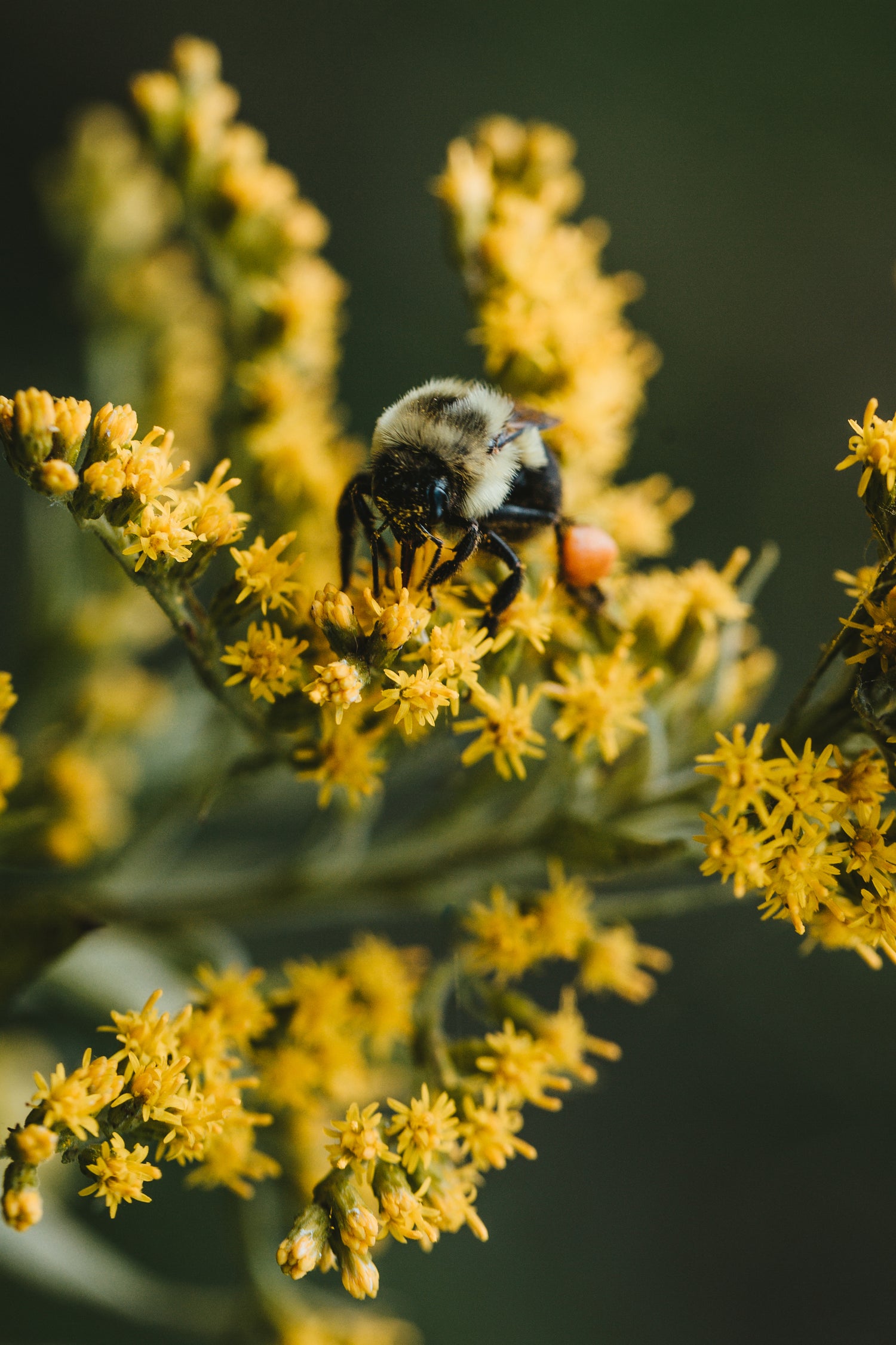 Quels sont les bienfaits du miel d'Acacia ? – NEV